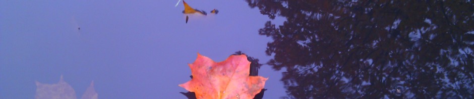 lehtiä lätäkössä